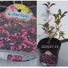 Garden plants/Trees/Flowers/ web-shop
