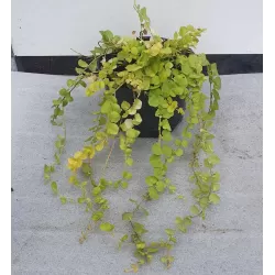 Lysimachia nummularia GOLDILOCKS
