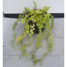 Lysimachia nummularia GOLDILOCKS