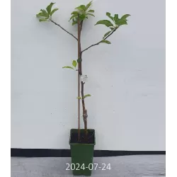 Malus domestica GALA
