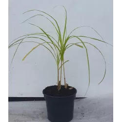 Miskantas - Miscanthus x giganteus