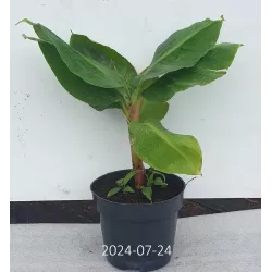Kininiai bananmedžiai su pristatymu į namus