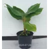 Kininiai bananmedžiai su pristatymu į namus
