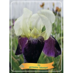 Iris germanica Salonique P11 (užsakius iš rudens 8 vnt. + 2 vnt. dovanų)  balta/purpurinė