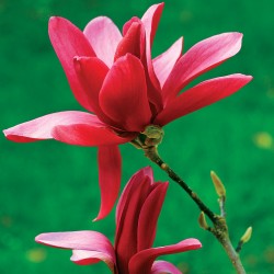 Magnolija - Magnolia BURGUNDY STAR