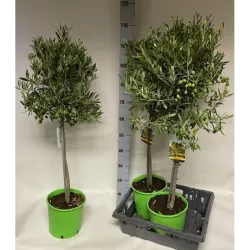 Europinis alyvmedis - Olea europaea