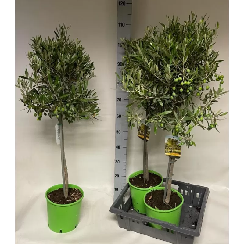 Europinis alyvmedis - Olea europaea