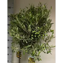 Europinis alyvmedis - Olea europaea