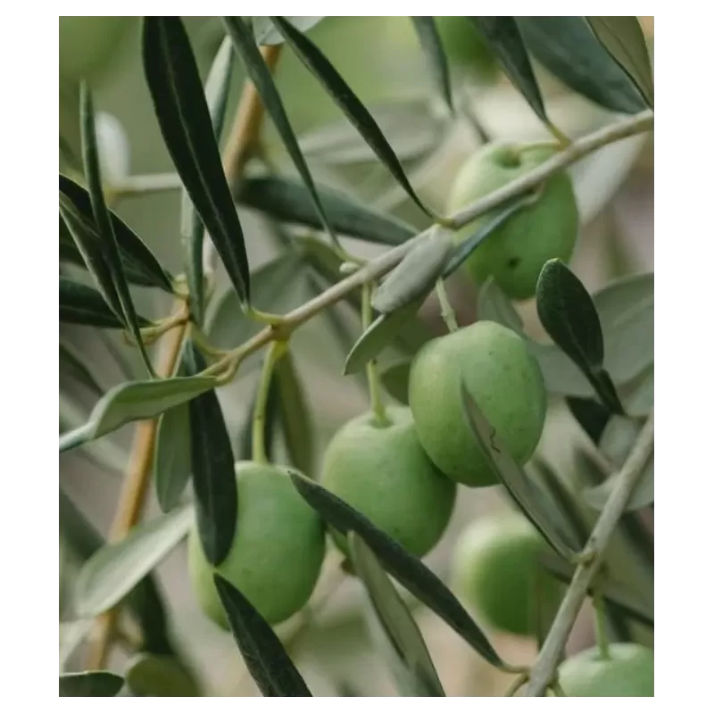 Alyvmedis, alyvuogė