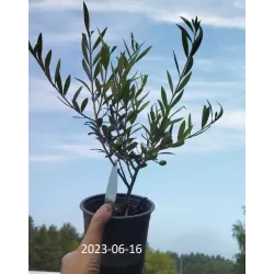 Alyvmedis, alyvuogė