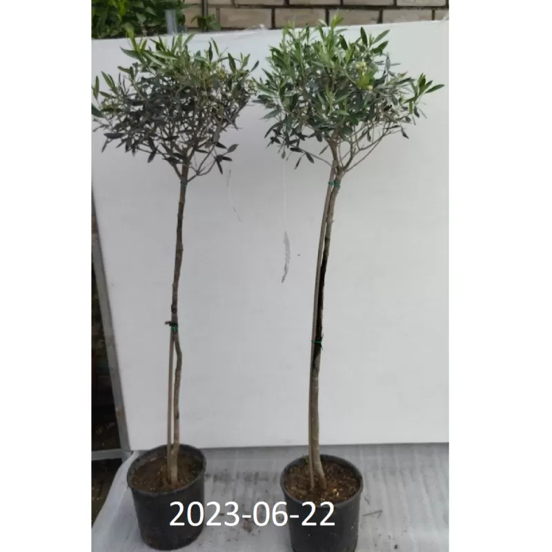 Europinis alyvmedis - Olea europaea Europinis alyvmedis - Olea europaea