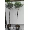 Europinis alyvmedis - Olea europaea