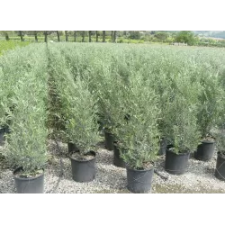 Europinis alyvmedis - Olea europaea CIPRESSINO