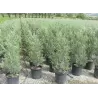 Europinis alyvmedis - Olea europaea CIPRESSINO