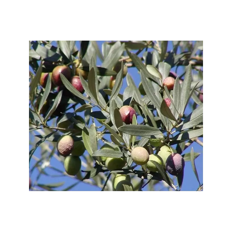 Europinis alyvmedis - Olea europaea CIPRESSINO