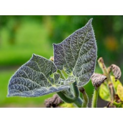 Kininė paulovnija - Paulownia tomentosa