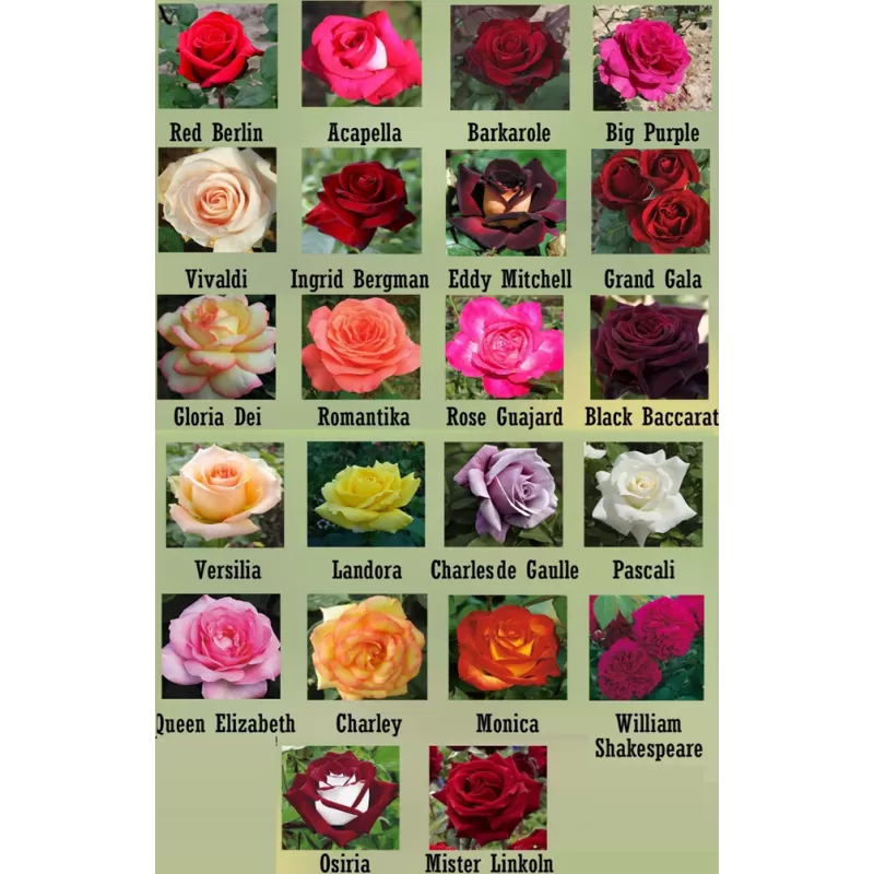 Rožė - Rosa EDDY MITCHELL (Black Gold) Konteineris C4R Poskiepis