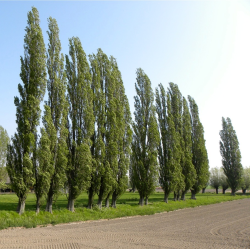 Populus tremula nigra ITALICA