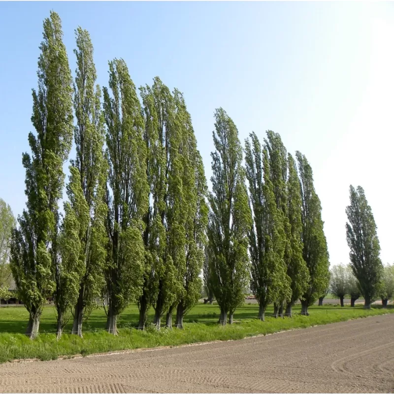 Užsisakyk augalus pavasariui jau dabar