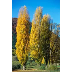 Populus tremula nigra ITALICA