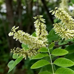 Prunus maackii AMBER BEAUTY