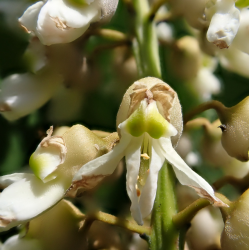 Prunus maackii AMBER BEAUTY