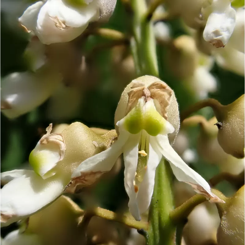 Prunus maackii AMBER BEAUTY