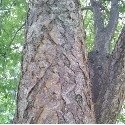 Prunus maackii AMBER BEAUTY