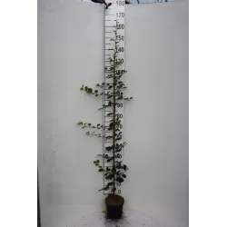 Kininis garlis - Pseudocydonia sinensis