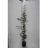Kininis garlis - Pseudocydonia sinensis