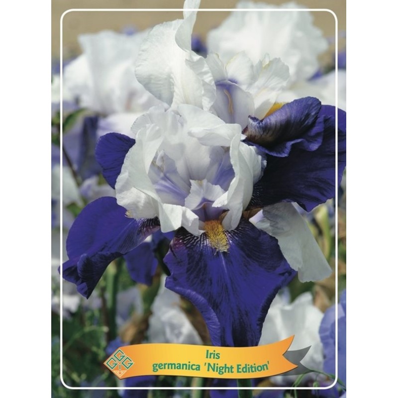 Iris germanica Night Edition P11 (užsakius iš rudens 8 vnt. + 2 vnt. dovanų)  tamsi mėlyna/balta