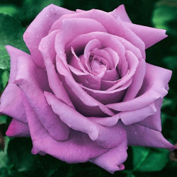 Rožė - Rosa CHARLES DE GAULLE