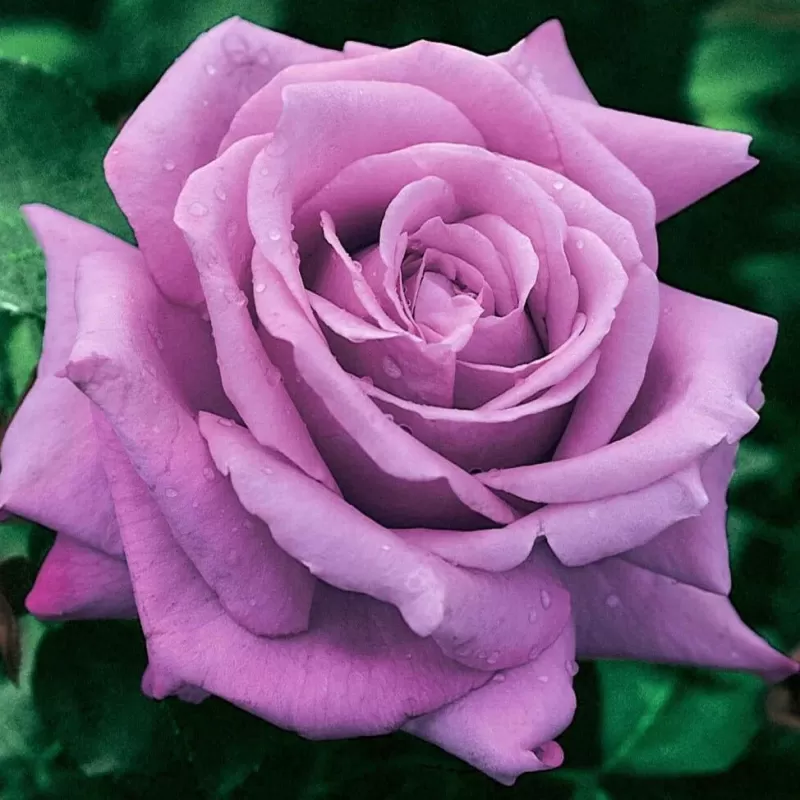 Rožė - Rosa CHARLES DE GAULLE