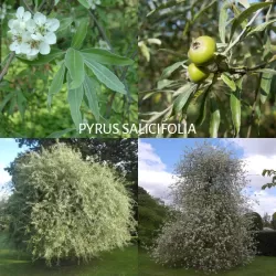 Gluosnialapė kriaušė - Pyrus salicifolia
