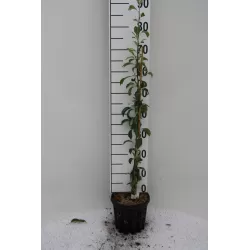Gluosnialapė kriaušė - Pyrus salicifolia