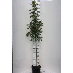 Burgudinis ąžuolas - Quercus cerris