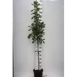 Paprastųjų ąžuolų sodinukai su pristatymu į namus