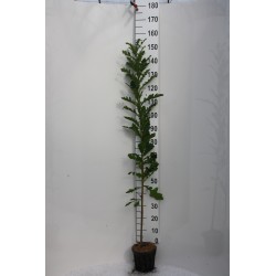 Burgudinis ąžuolas - Quercus cerris