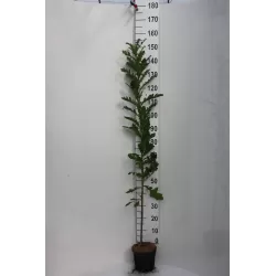 Paprastųjų ąžuolų sodinukai su pristatymu į namus