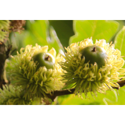 Burgudinis ąžuolas - Quercus cerris