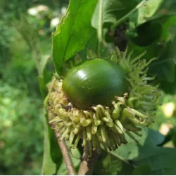 Burgudinis ąžuolas - Quercus cerris