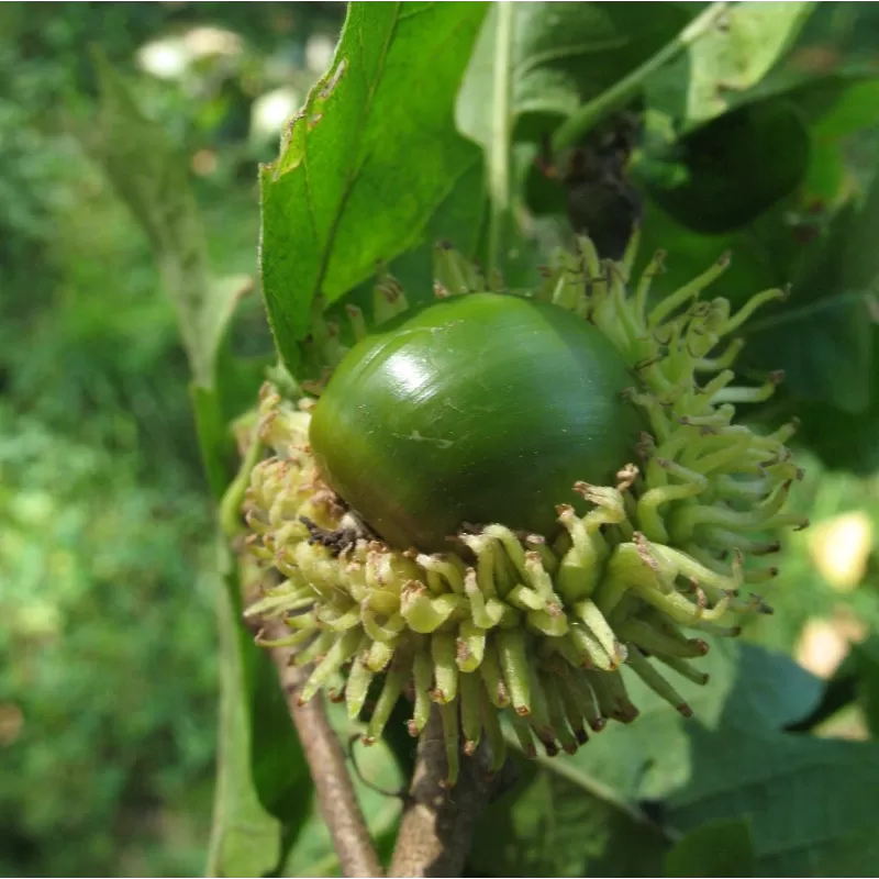 Burgudinis ąžuolas - Quercus cerris
