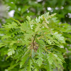 Burgudinis ąžuolas - Quercus cerris
