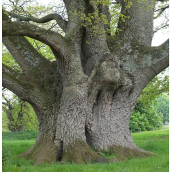 Burgudinis ąžuolas - Quercus cerris