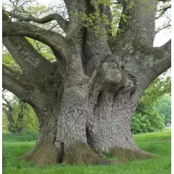 Paprastųjų ąžuolų sodinukai su pristatymu į namus