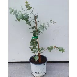 Pilkasis eukaliptas - Eucalyptus cinerea