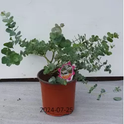 Pilkasis eukaliptas - Eucalyptus cinerea