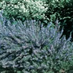 Rosmarinus officinalis MISS JESSOPPS UPRINGHT