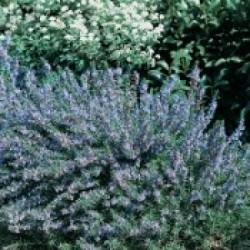 Vaistinis rozmarinas - Rosmarinus officinalis MISS JESSOPPS UPRIGHT