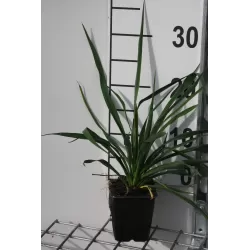 Pluoštinė juka - Yucca filamentosa